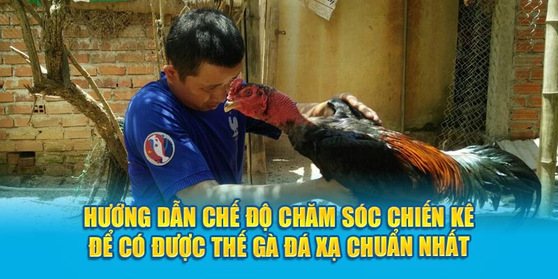 Hướng dẫn chế độ chăm sóc chiến kê để có được thế gà đá xạ chuẩn nhất