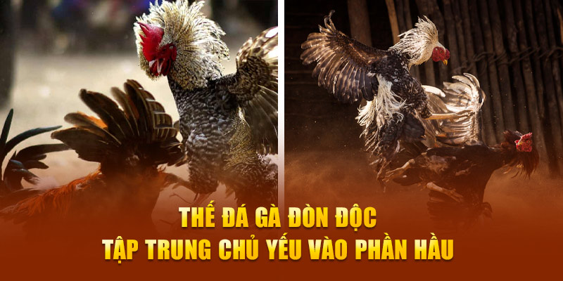 Thế đá gà đòn độc tập trung chủ yếu vào phần hầu 